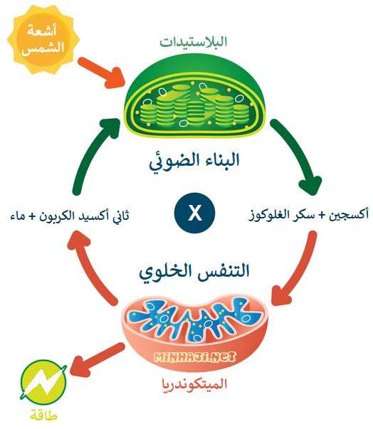 الفرق بين عمليتي البناء الضوئي والتنفس الخلوي منهاجي